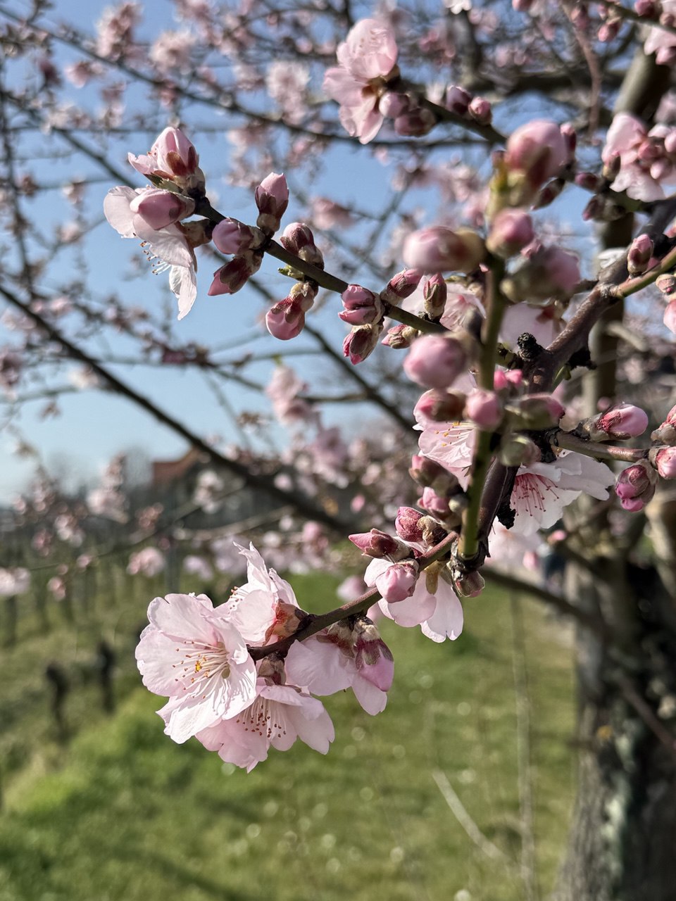 Wanderung bei Altleiningen