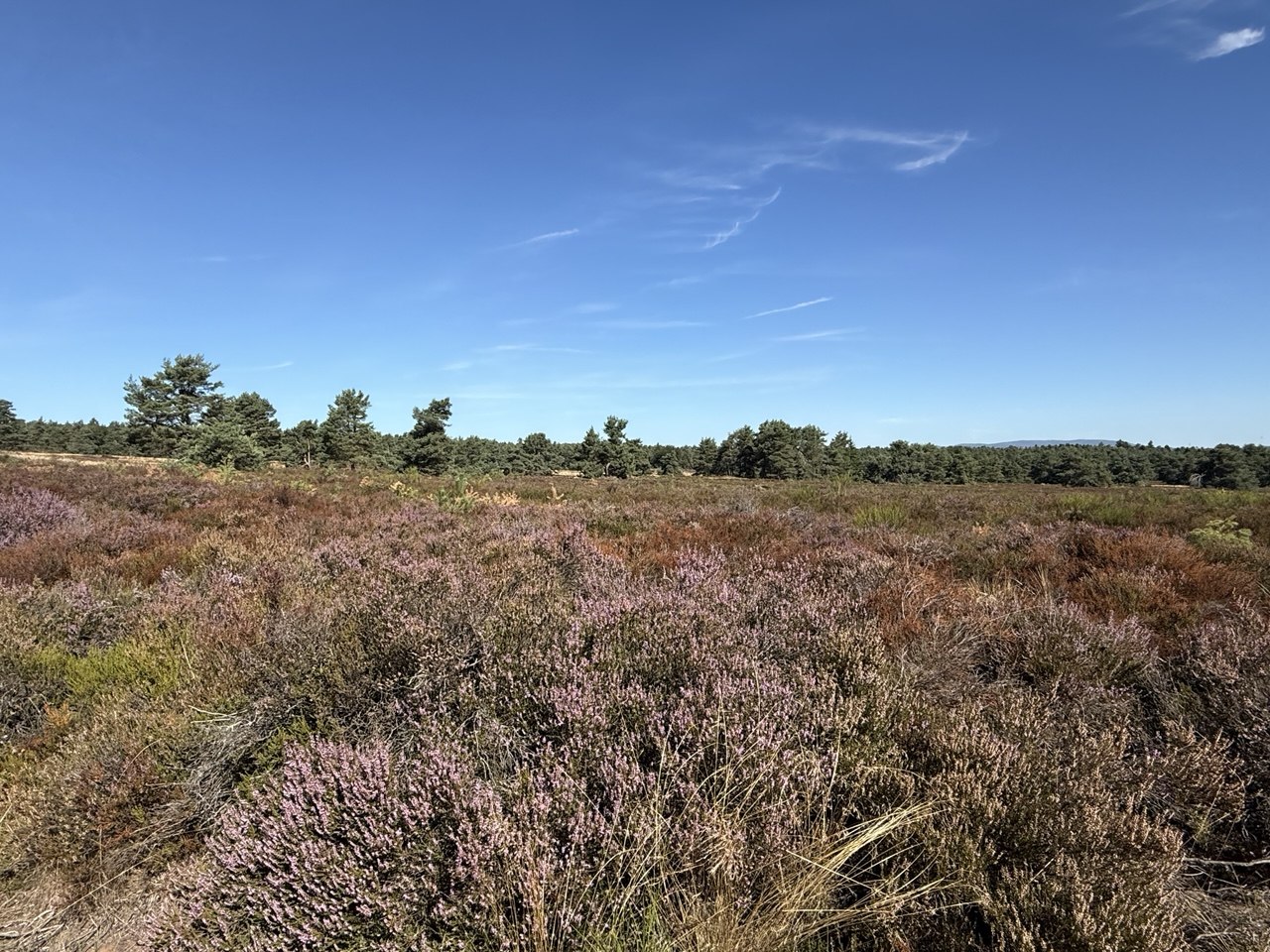 Familienwanderung Mehlinger Heide